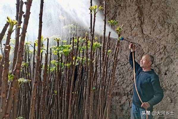 大叔種8分地大棚香椿，第一年掙了12萬，今年的行情讓他著急了