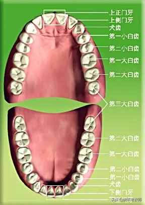 臼齒的“臼”怎么讀？