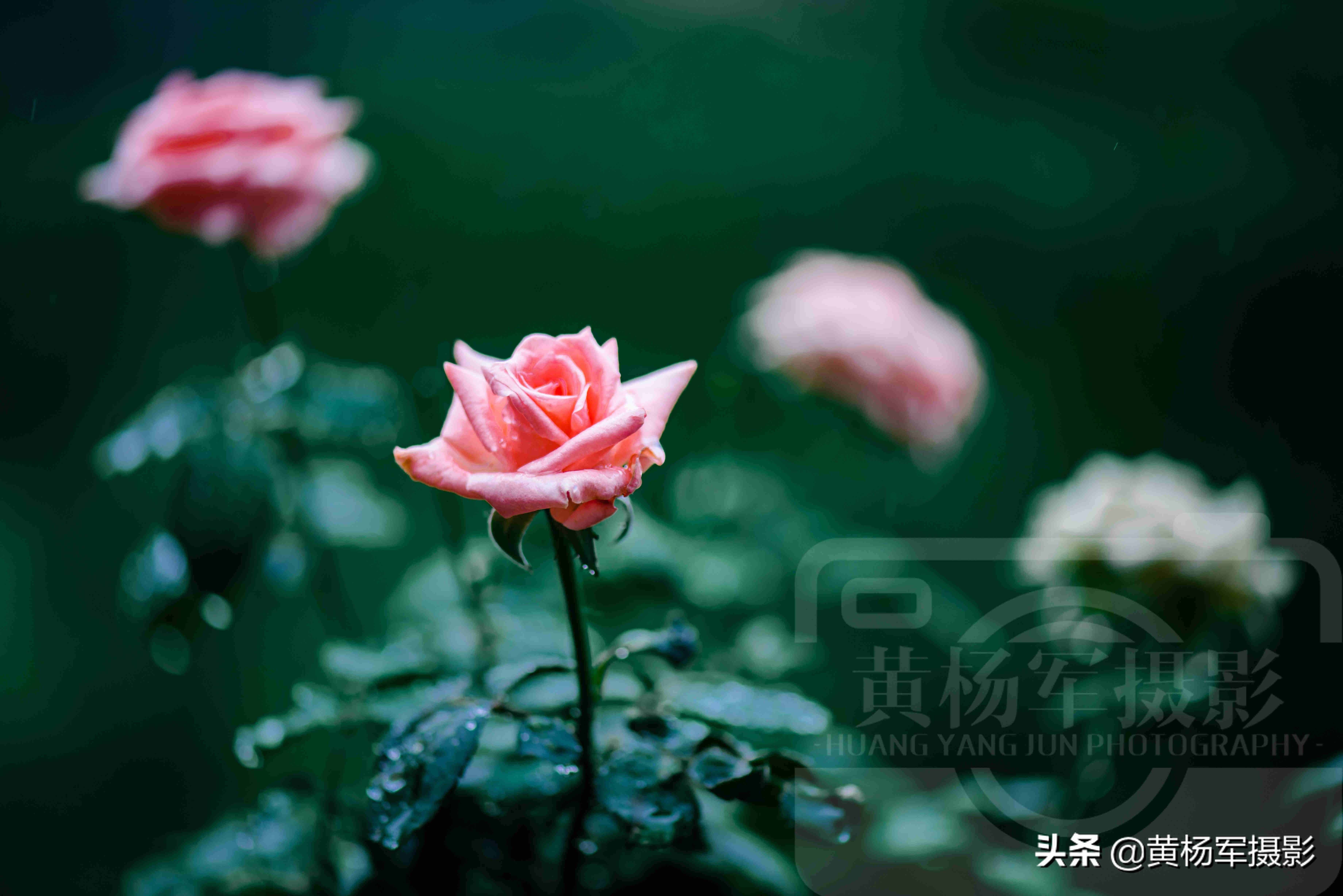 夏雨中嬌艷多姿的玫瑰花，芬芳的花朵非常漂亮，嫵媚絢麗的薔薇科