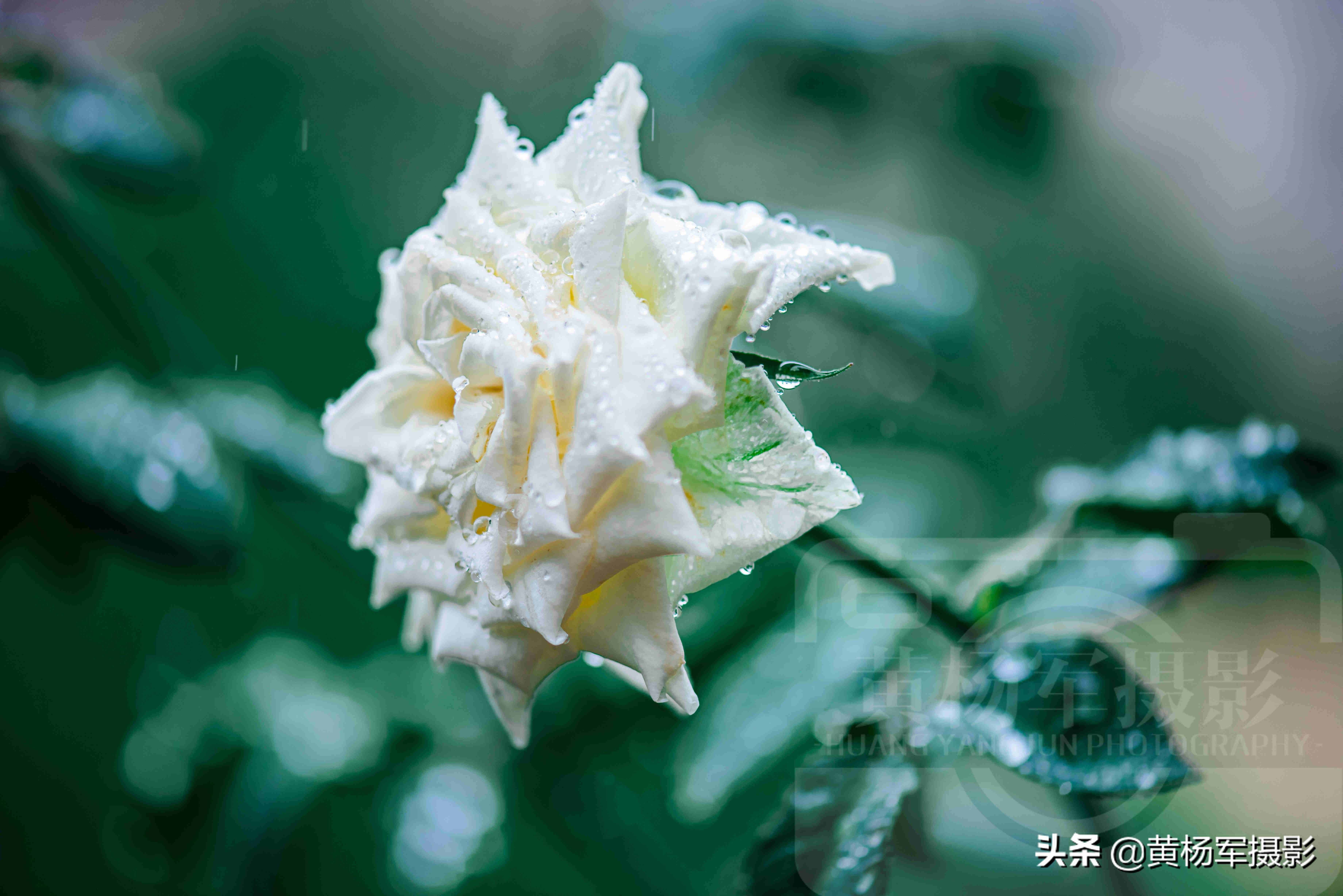 夏雨中嬌艷多姿的玫瑰花，芬芳的花朵非常漂亮，嫵媚絢麗的薔薇科