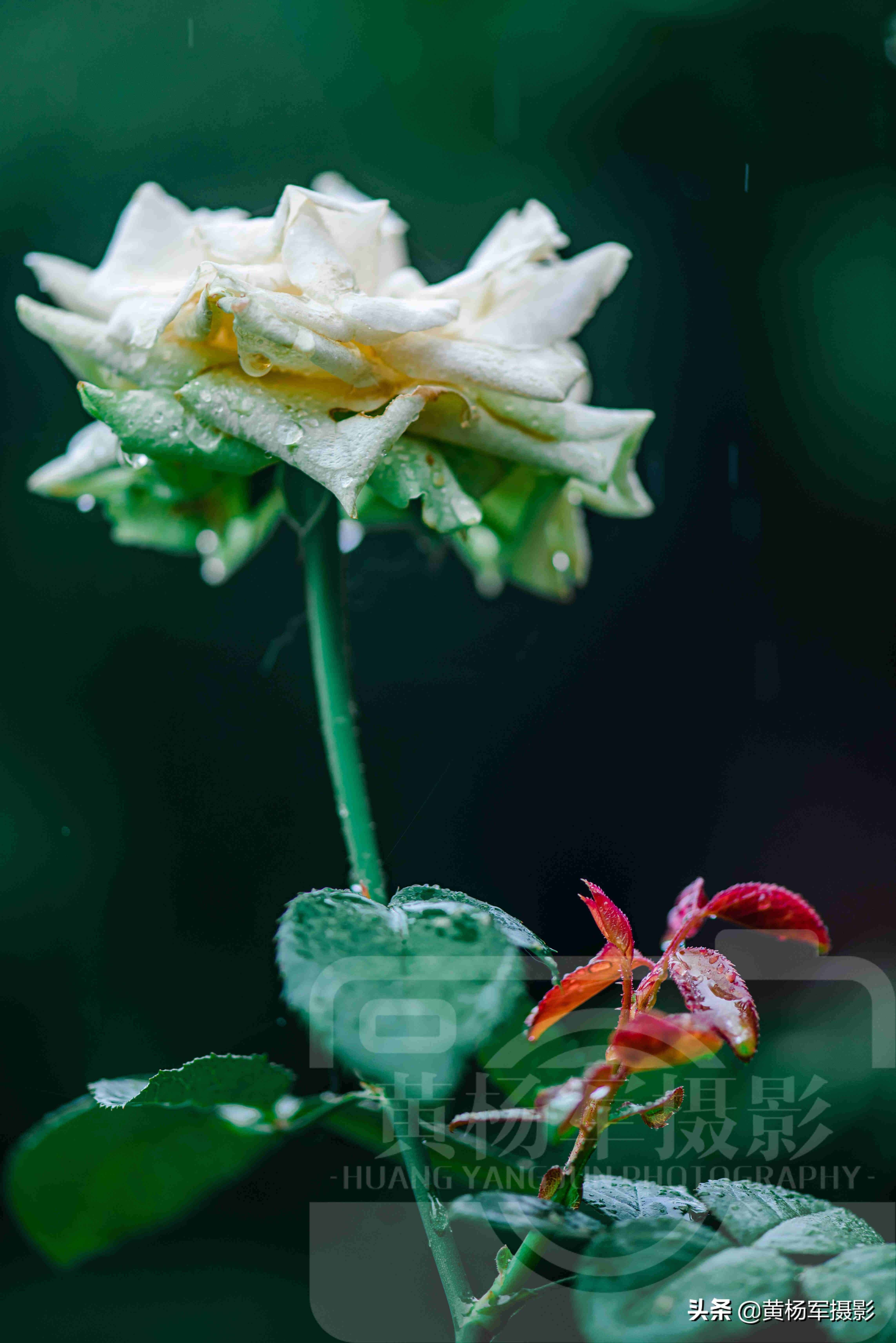 夏雨中嬌艷多姿的玫瑰花，芬芳的花朵非常漂亮，嫵媚絢麗的薔薇科