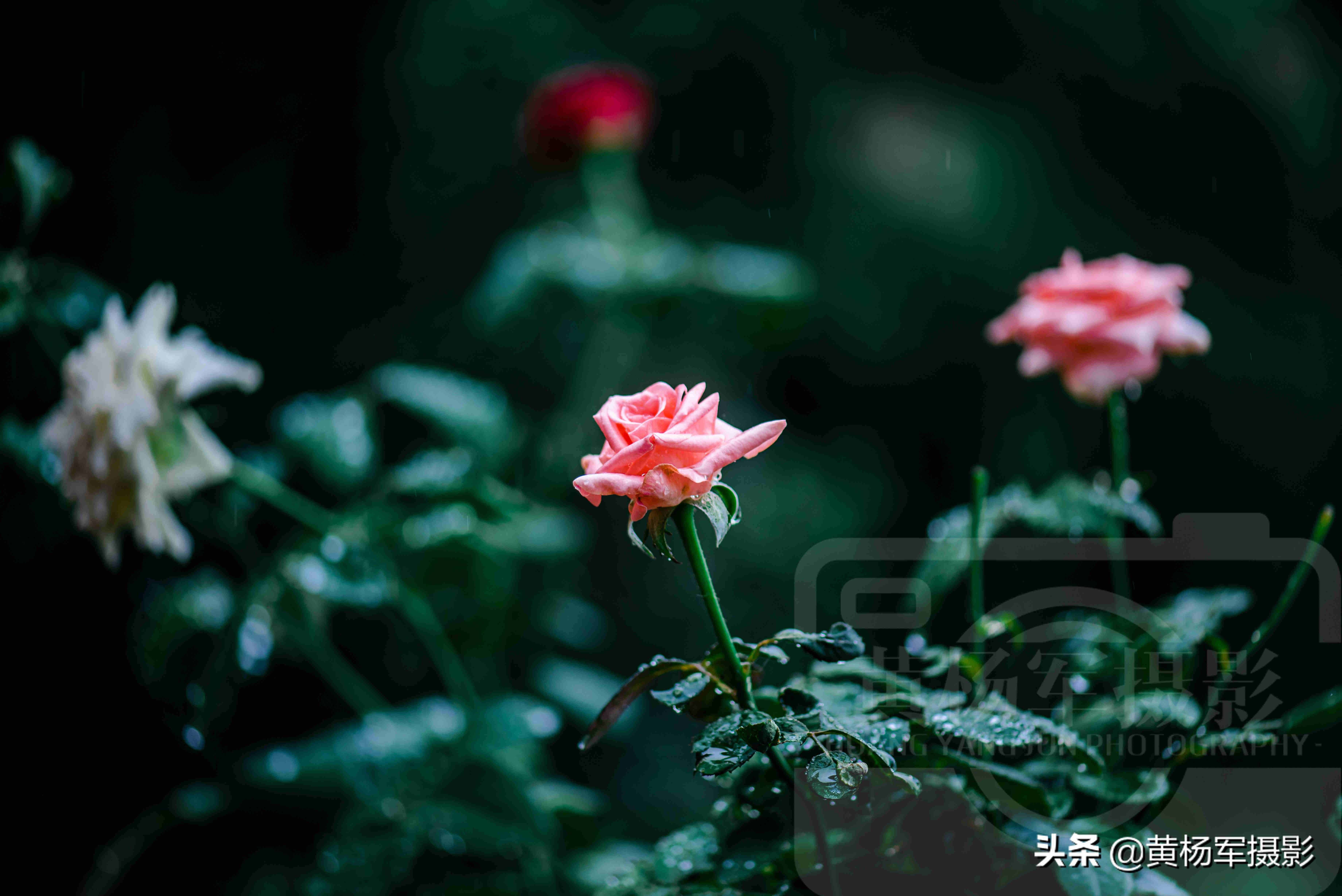 夏雨中嬌艷多姿的玫瑰花，芬芳的花朵非常漂亮，嫵媚絢麗的薔薇科