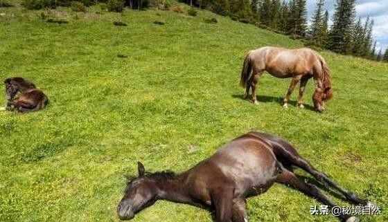 馬是一種古老的動物，但你知道馬是如何睡覺的嗎?