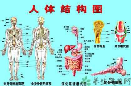 人體五臟六腑器官分布圖