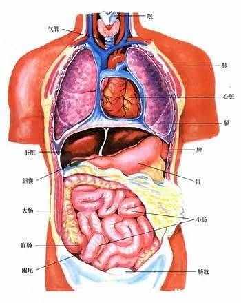 人體五臟六腑器官分布圖