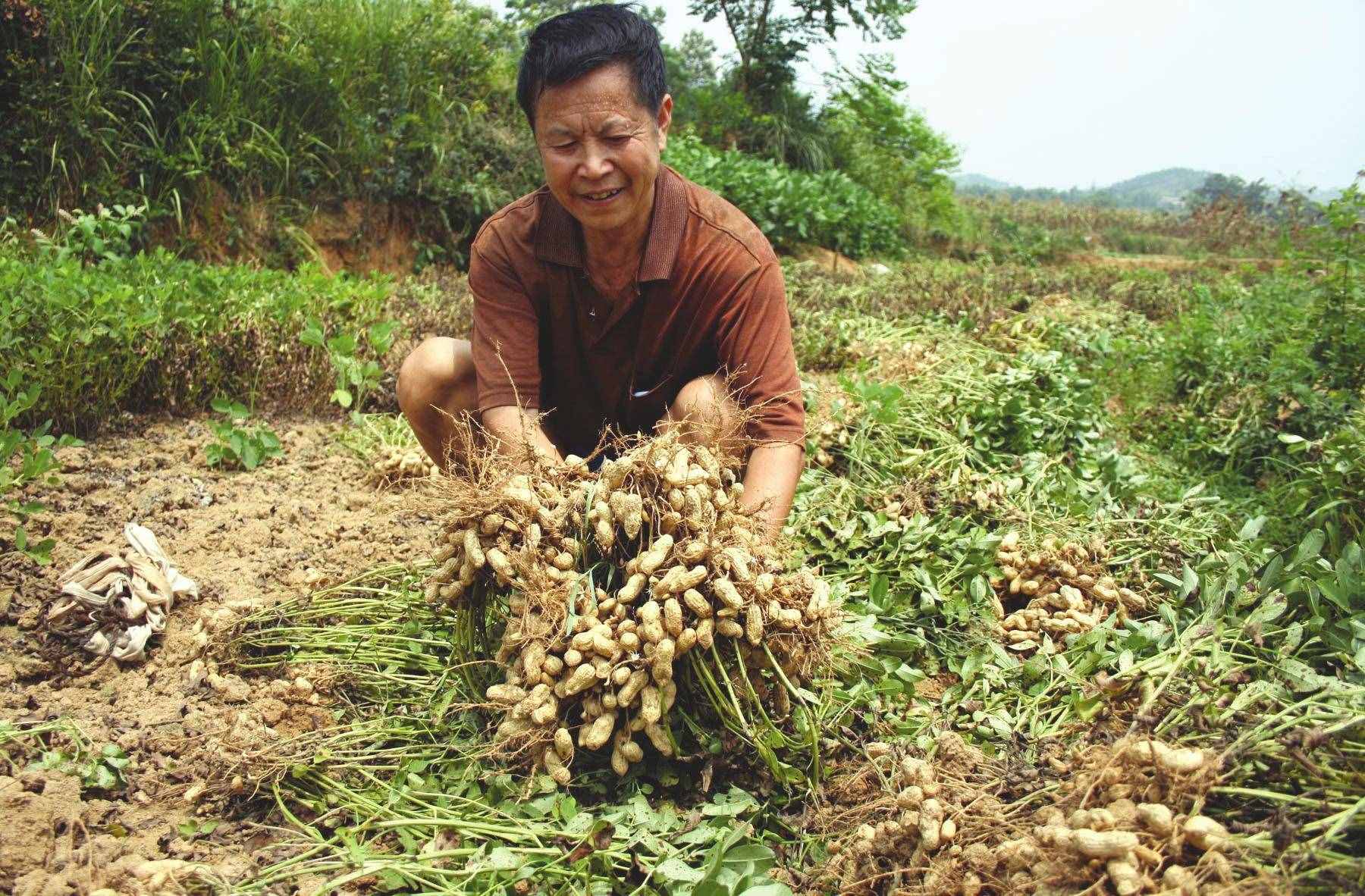 關(guān)于黑花生你了解有多少？如何種好黑花生？