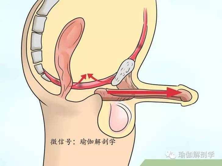 什么是PC肌？怎么鍛煉PC肌？