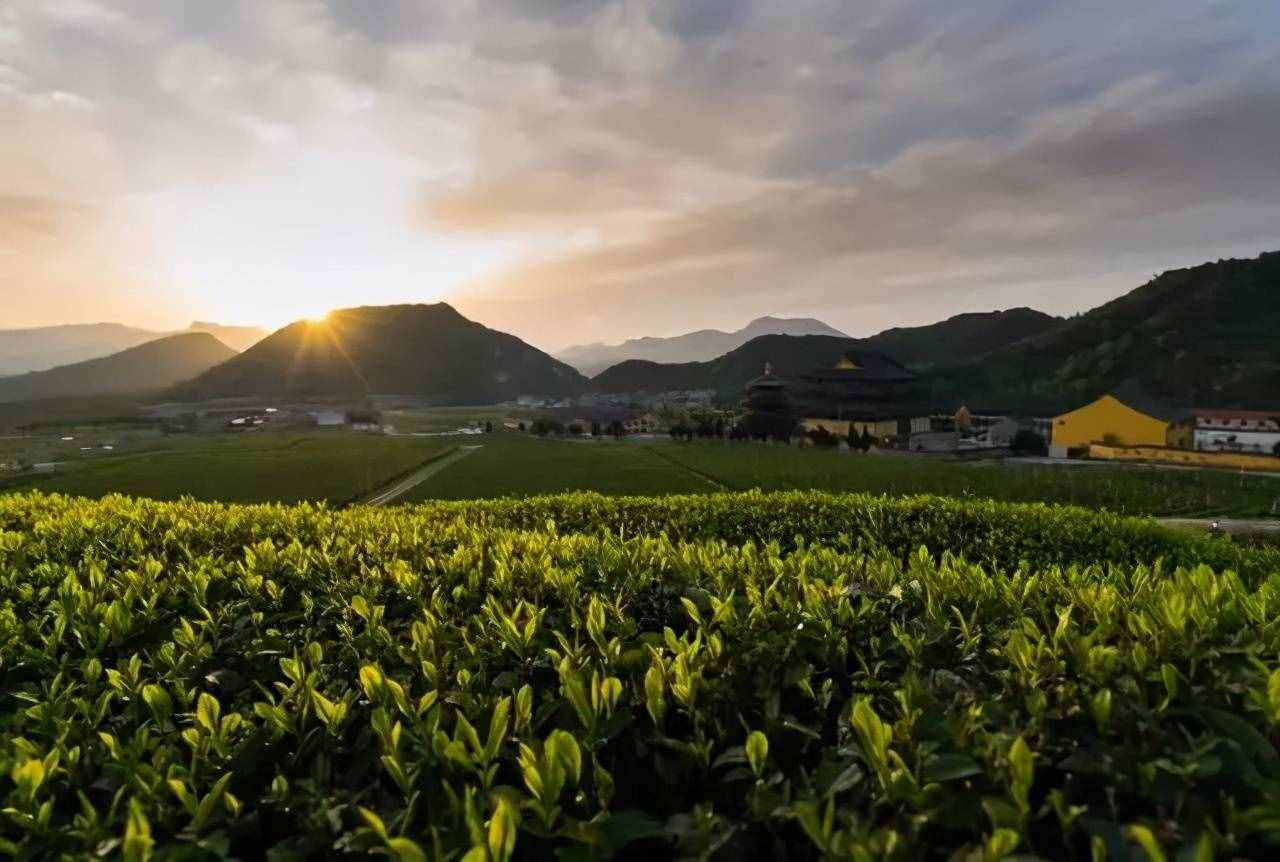 怎么有這么多叫“雪芽”的茶！它們都是綠茶嗎？