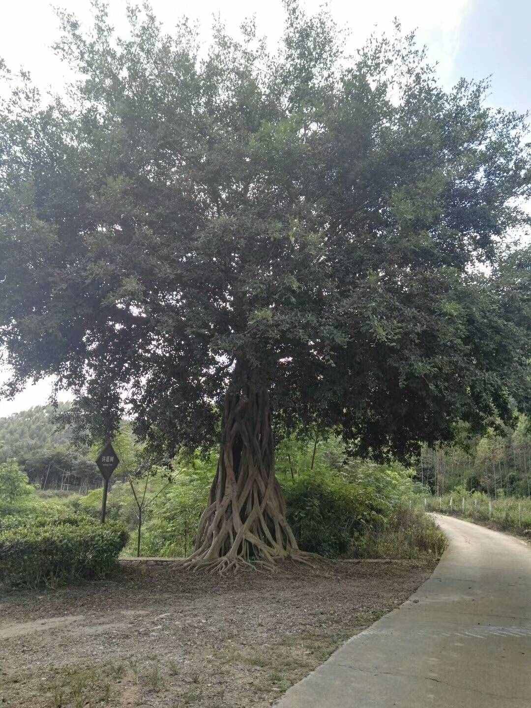 過去的日子如輕煙