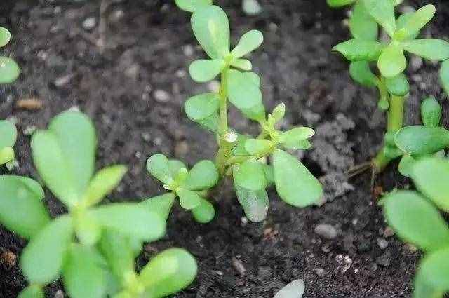 這3種降火菜，掐根枝丟土里就活，夏天飯桌少不了！