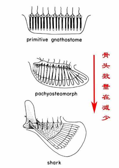 科普：人為什么會(huì)有5根手指？5很特殊嗎？