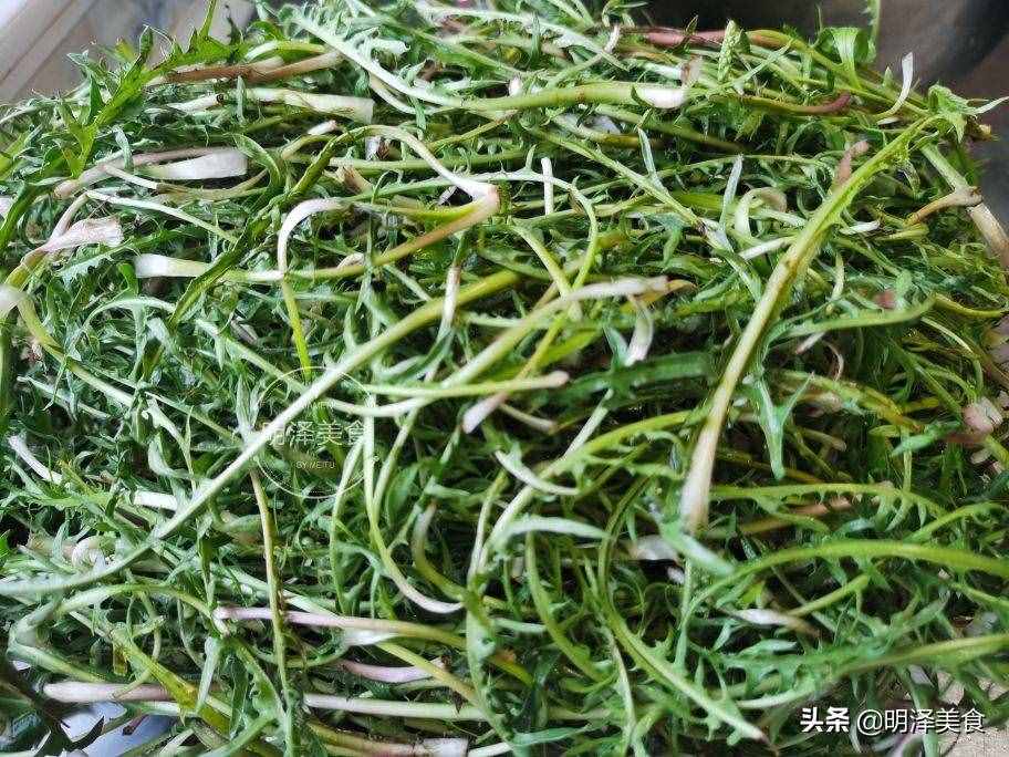 蒲公英即是中藥又是野菜，生吃做餡都可以，包餃子吃太香了