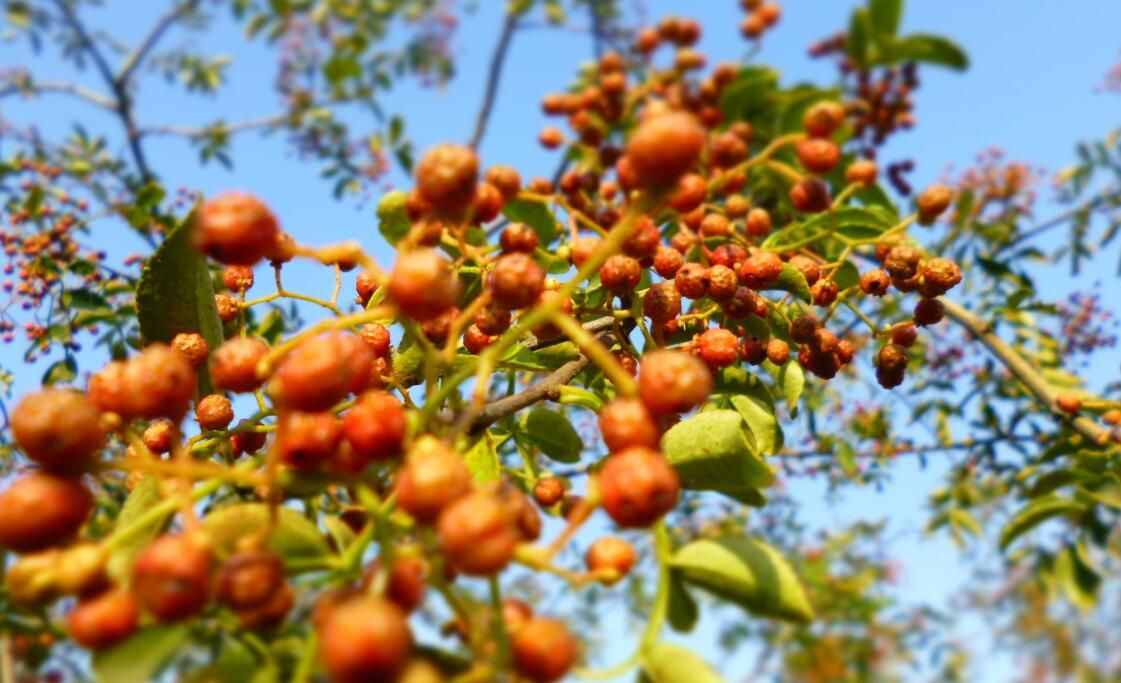 一分錢不用花，農(nóng)村土醫(yī)生治療灰指甲的秘方