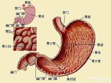 人的胃在身體的左邊還是右邊，你分的清楚嗎？