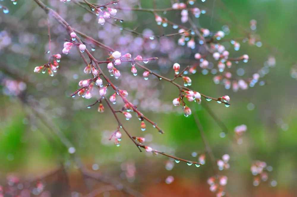 詩(shī)文中國(guó)丨好雨知時(shí)節(jié)當(dāng)春乃發(fā)生/唐-杜甫《春夜喜雨》