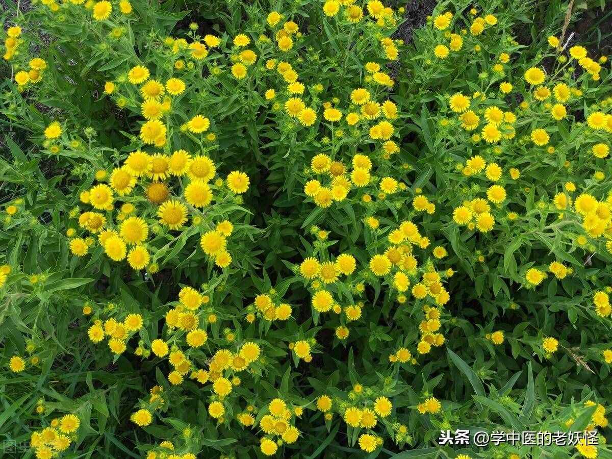 中藥里的野菊花