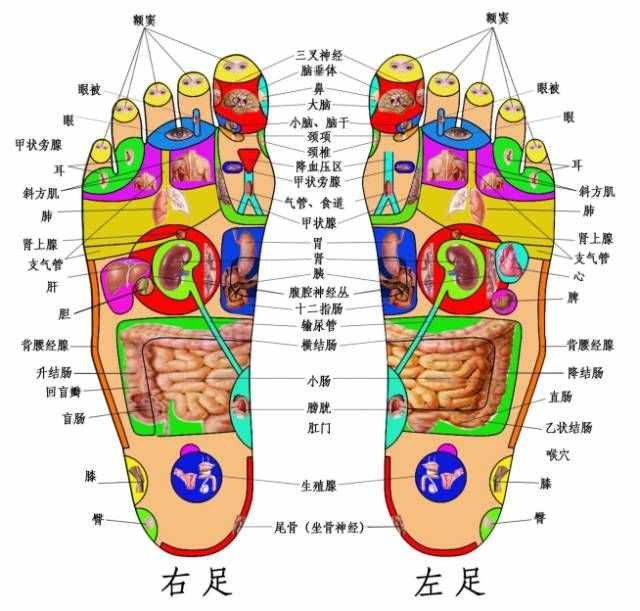 實用足底分布反射區(qū)