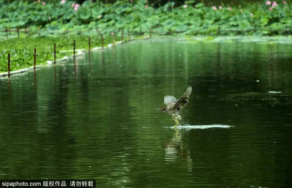 全部免費(fèi)！北京這些公園人少景美，還能放風(fēng)箏！假期去正好！