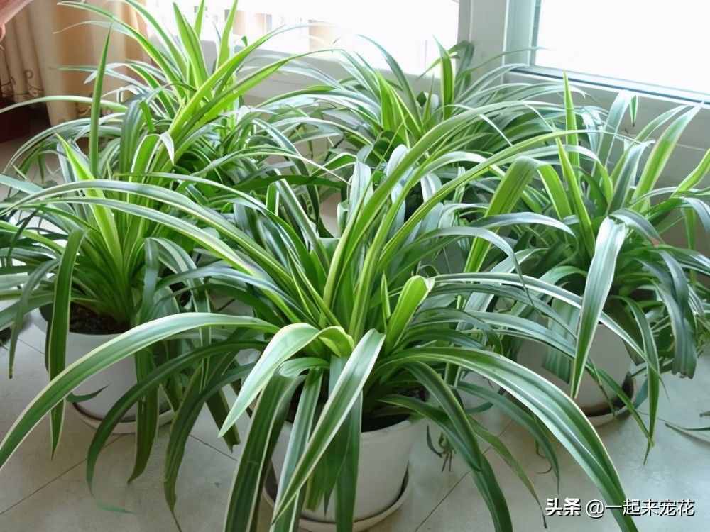 5種盆栽植物，養(yǎng)護(hù)省心，比綠蘿還好養(yǎng)，適合新手