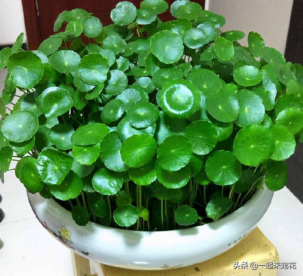 5種盆栽植物，養(yǎng)護(hù)省心，比綠蘿還好養(yǎng)，適合新手