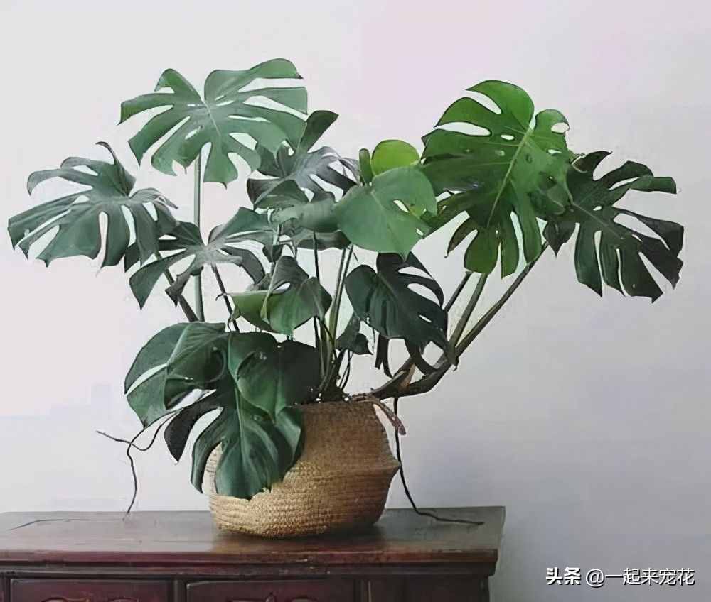 5種盆栽植物，養(yǎng)護(hù)省心，比綠蘿還好養(yǎng)，適合新手