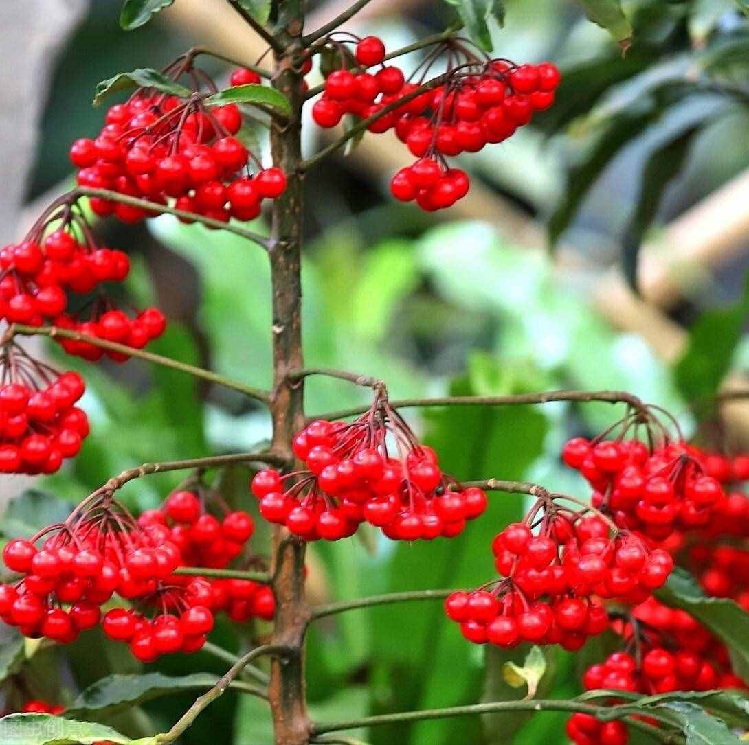 好看的“年味花”清單，花開的時(shí)候，年就近了