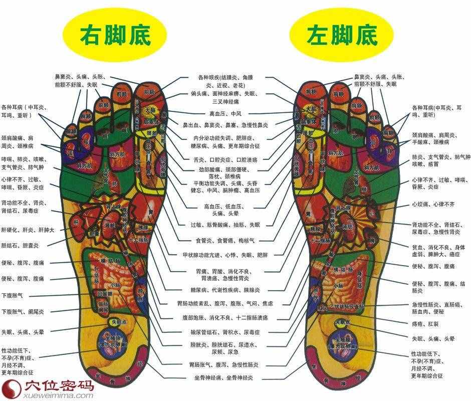 腳底反射區(qū)圖