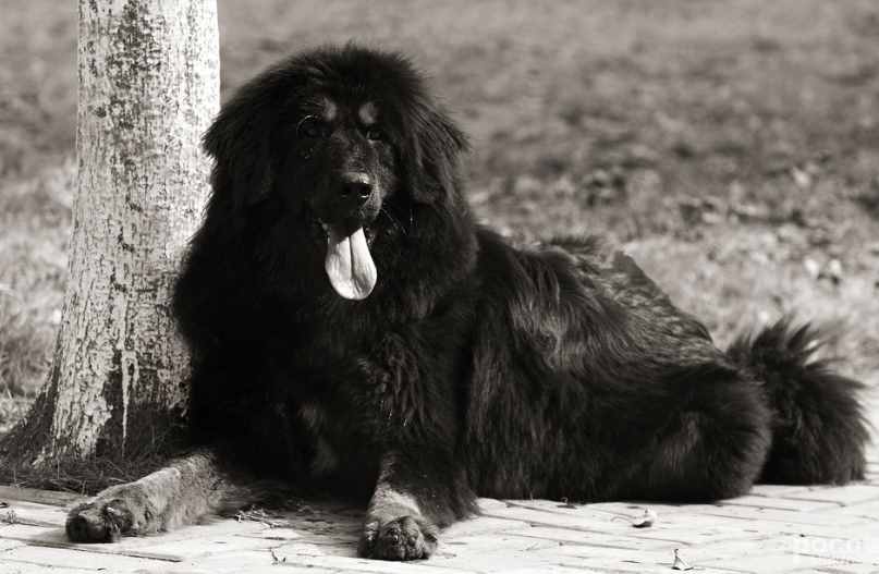 被淡忘的中國四大名犬，世界的影響，國犬的驕傲