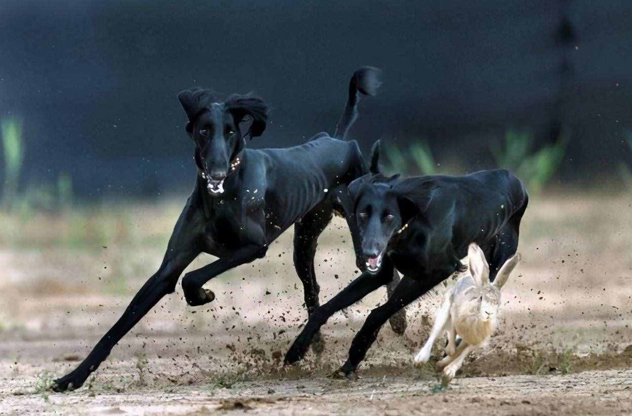 被淡忘的中國四大名犬，世界的影響，國犬的驕傲