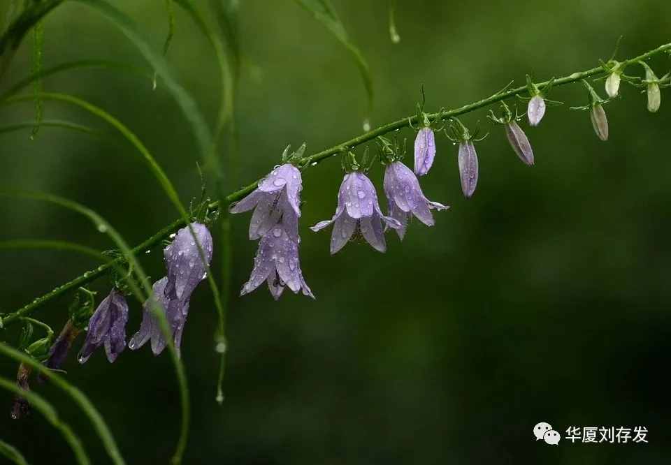 詠二十四節(jié)氣之谷雨詞十首——劉存發(fā)