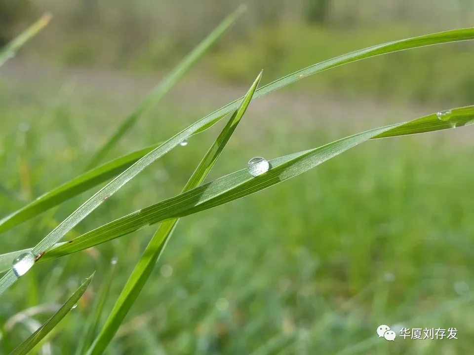 詠二十四節(jié)氣之谷雨詞十首——劉存發(fā)