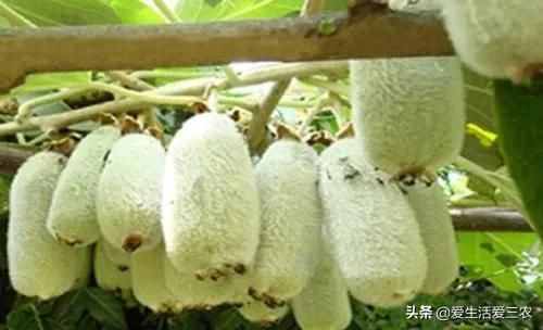 十大暴利種植項(xiàng)目，原來農(nóng)村賺錢真不難，建議收藏