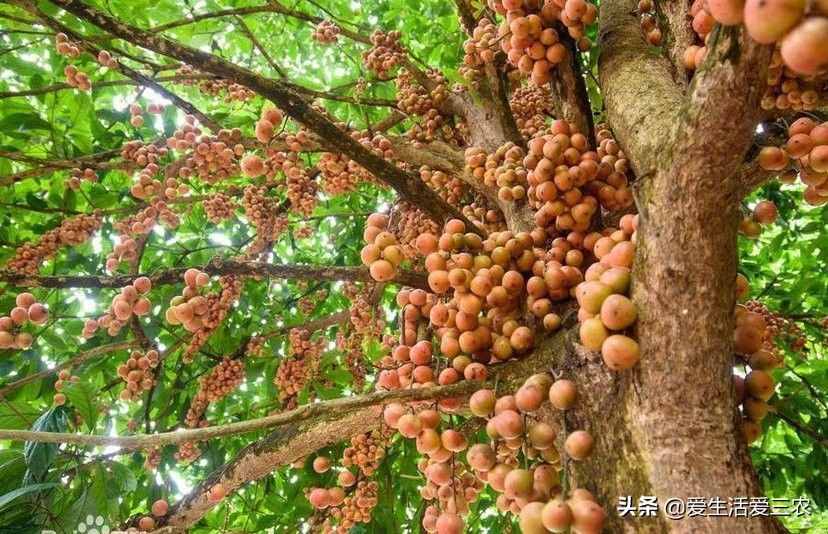 十大暴利種植項(xiàng)目，原來農(nóng)村賺錢真不難，建議收藏