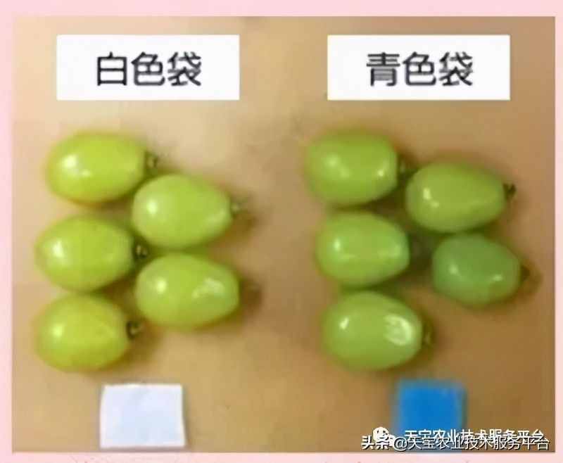 種好陽光玫瑰這些關鍵技術得知道