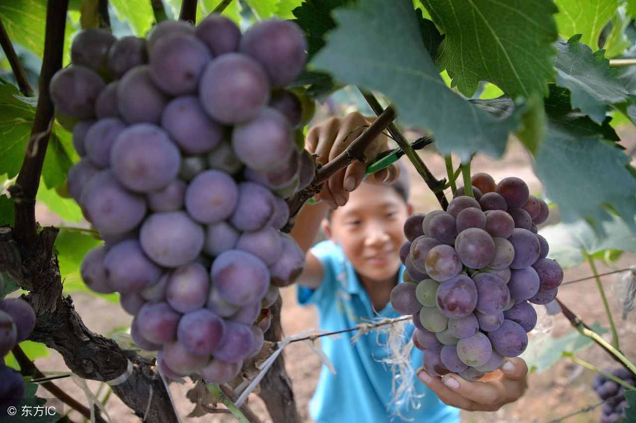 種植葡萄什么品種好？長得雖像，口味不同，這些葡萄你都認識嘛？