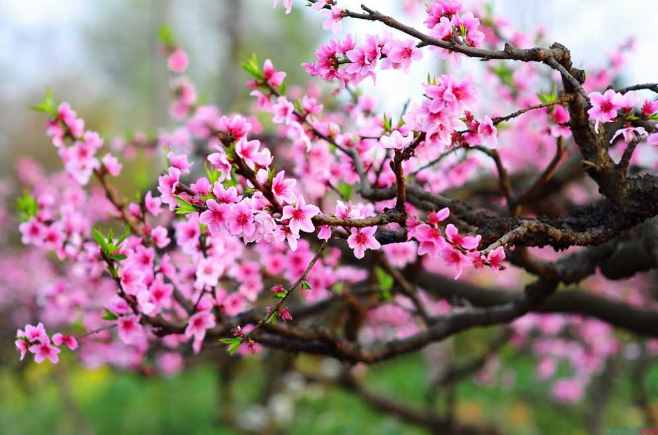 什么是桃花運？什么是桃花劫？其實很簡單