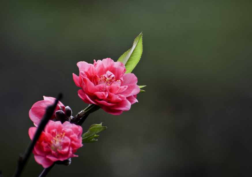 什么是桃花運？什么是桃花劫？其實很簡單