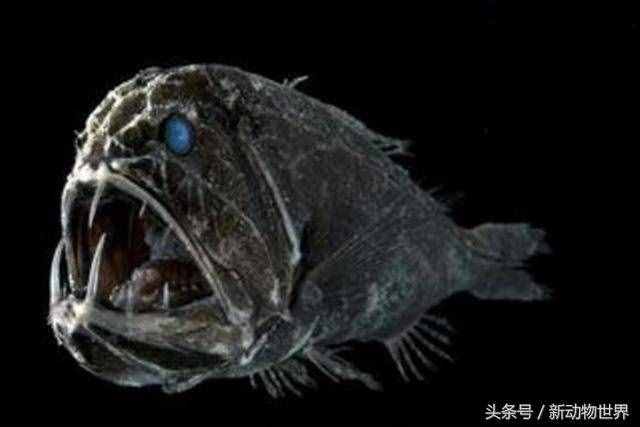 不止淡水之中有食人魚，海洋中還有一種名為食人魔魚的恐怖魚類！