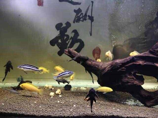 養(yǎng)水之前加入魚樂寶之類的化學物質，對于觀賞魚有無危害？