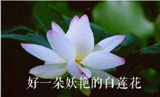 綠茶or白蓮花！你更討厭哪一種？