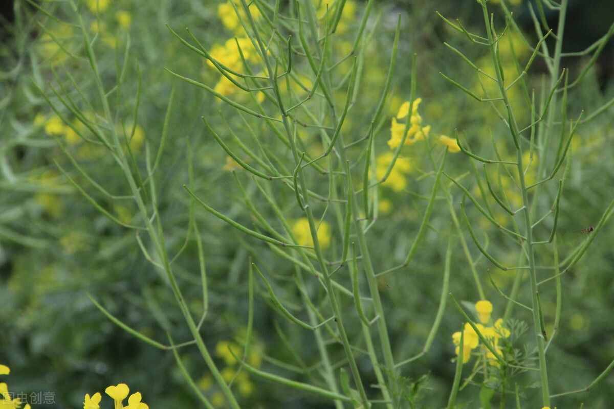 春雨滴滴灑新綠