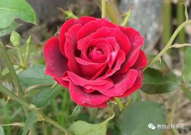 中國(guó)的國(guó)花是什么？結(jié)果有點(diǎn)吃驚！