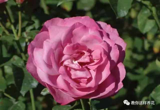 中國(guó)的國(guó)花是什么？結(jié)果有點(diǎn)吃驚！