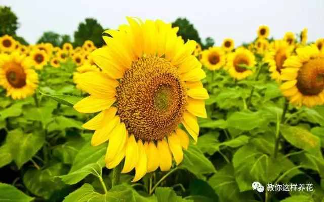 中國(guó)的國(guó)花是什么？結(jié)果有點(diǎn)吃驚！