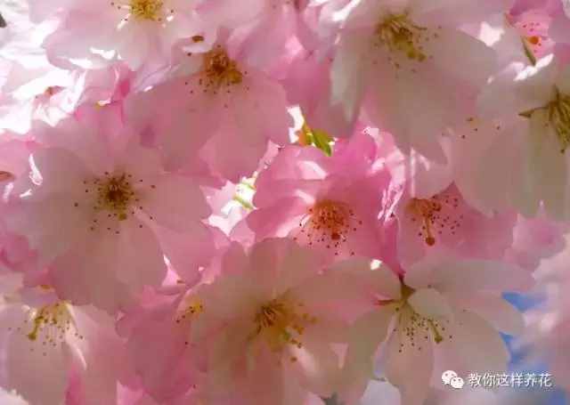 中國(guó)的國(guó)花是什么？結(jié)果有點(diǎn)吃驚！