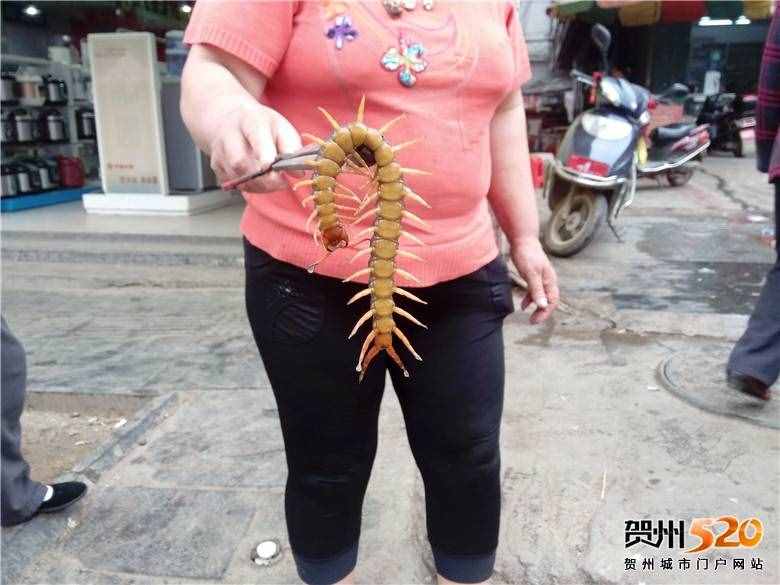 世界之最之蜈蚣篇