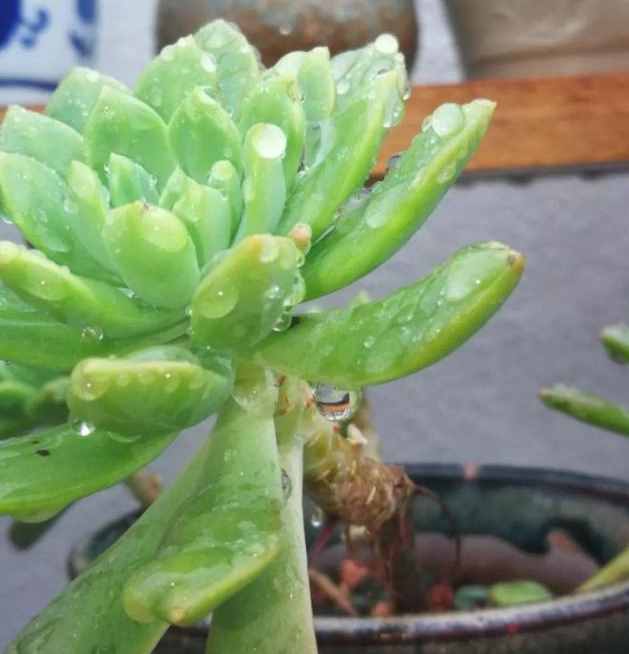 給多肉來場人工降雨，洗完澡瞬間變得晶瑩剔透，想咬上一口