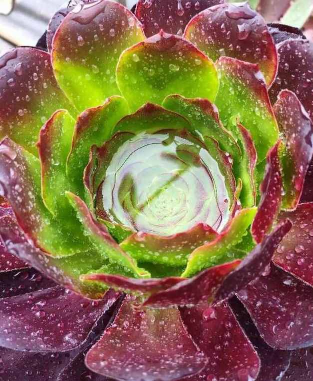 給多肉來場人工降雨，洗完澡瞬間變得晶瑩剔透，想咬上一口