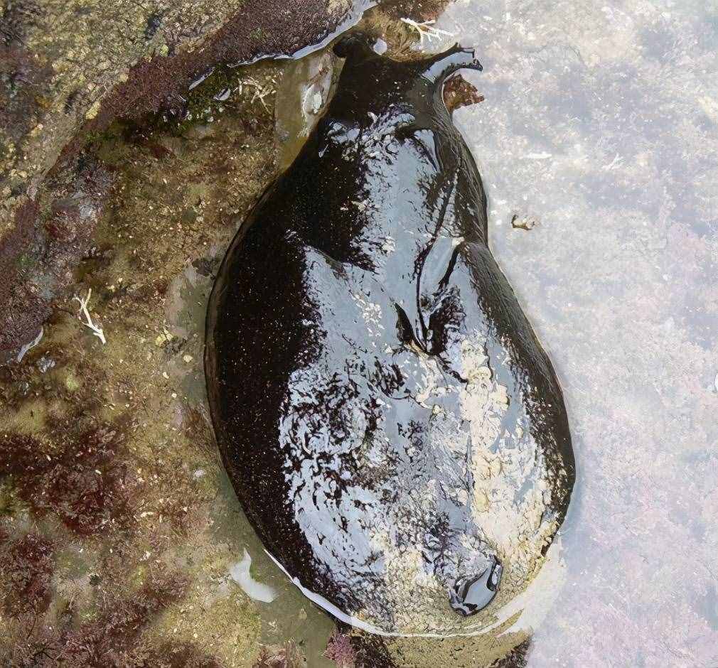 大如兔子的黑海蛞蝓猶如外星生物，看上去軟綿綿卻是制毒高手