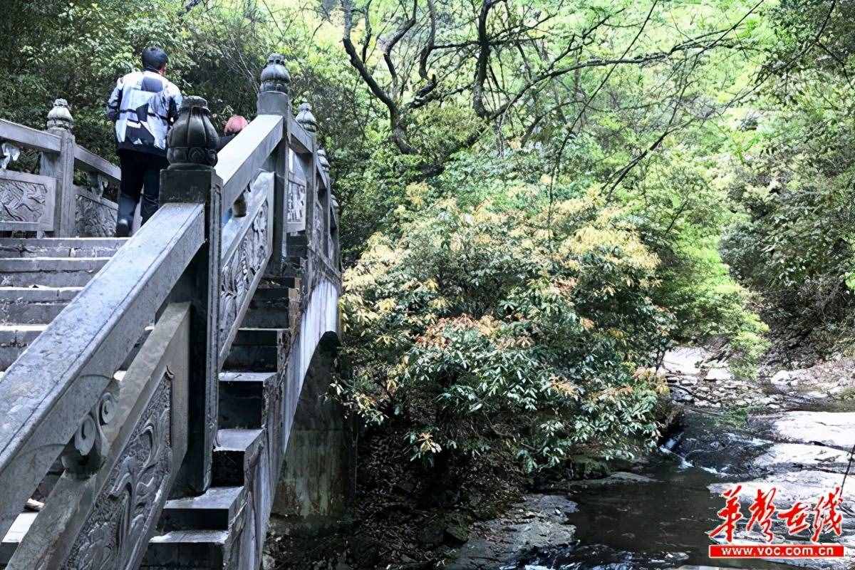 坐上“飛的”逛陽明山 十萬畝杜鵑花海等你來打卡